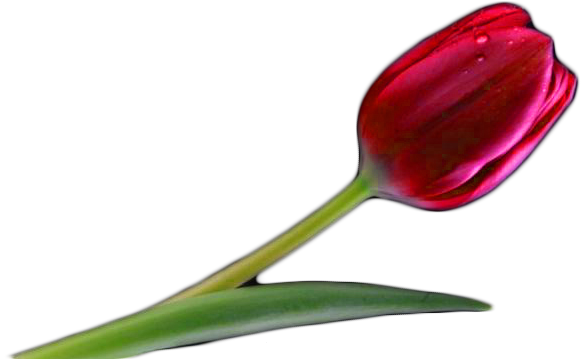 Tulip